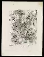 Free download [Dandelion Seeds] free photo or picture to be edited with GIMP online image editor